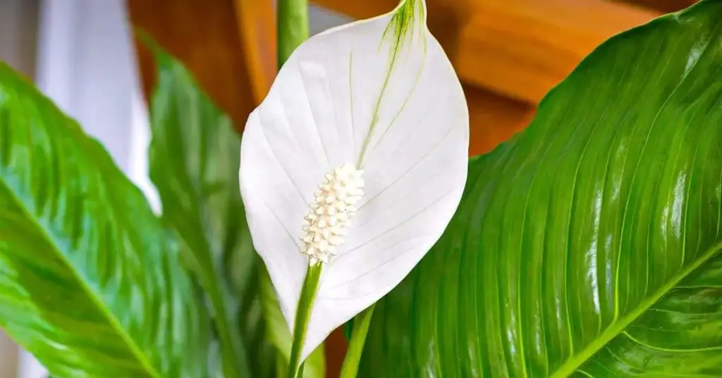 Lirio de la paz: no te equivoques, aquí tienes el lugar ideal para que florezca en tu hogar – Mis Consejos Jardinería