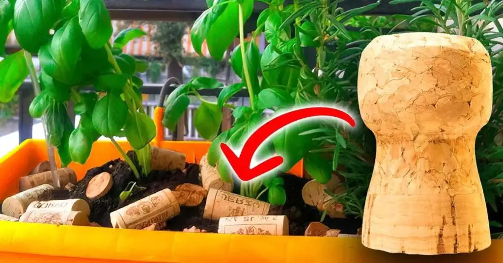 ¿Por qué es inteligente poner corchos en tus plantas? – Mis Consejos Jardinería