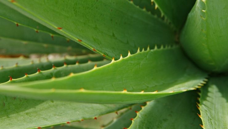 método de los jardineros de aloe vera