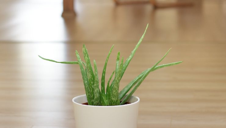 planta de aloe vera
