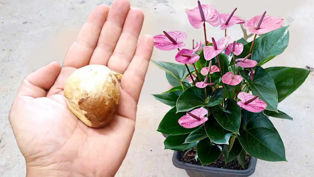 No lo desperdicies más, tirarlo es un error: úsalo para plantas en el balcón y en el jardín – Mis Consejos Jardinería