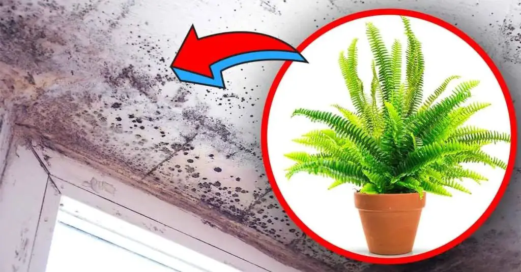 4 plantas de interior que eliminan la humedad y evitan el riesgo de moho en casa – Mis Consejos Jardinería