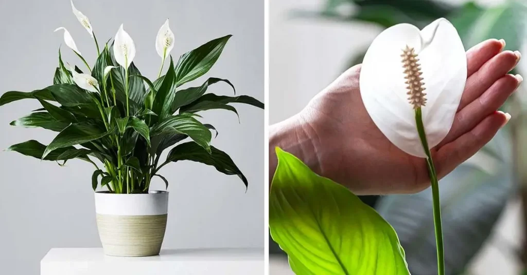 ¿Cómo cultivar la planta Cuna de Moisés para que perfume tu hogar? – Mis Consejos Jardinería