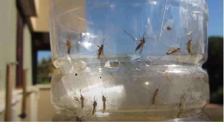 Vinagre contra los mosquitos: ¡aquí te explicamos cómo usarlo para que sea súper efectivo! – Mis Consejos Jardinería