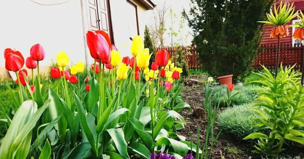 ¿Cómo usar vinagre blanco en el jardín? – Mis Consejos Jardinería
