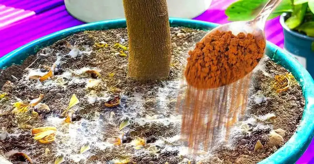 ¿Cómo usar la canela para proteger las plantas de interior de los insectos y el moho? – Mis Consejos Jardinería