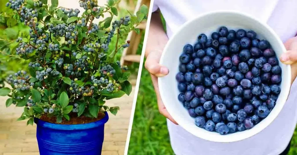 ¿Cómo plantar arándanos en casa para tener infinidad de ellos y no comprar más? – Mis Consejos Jardinería
