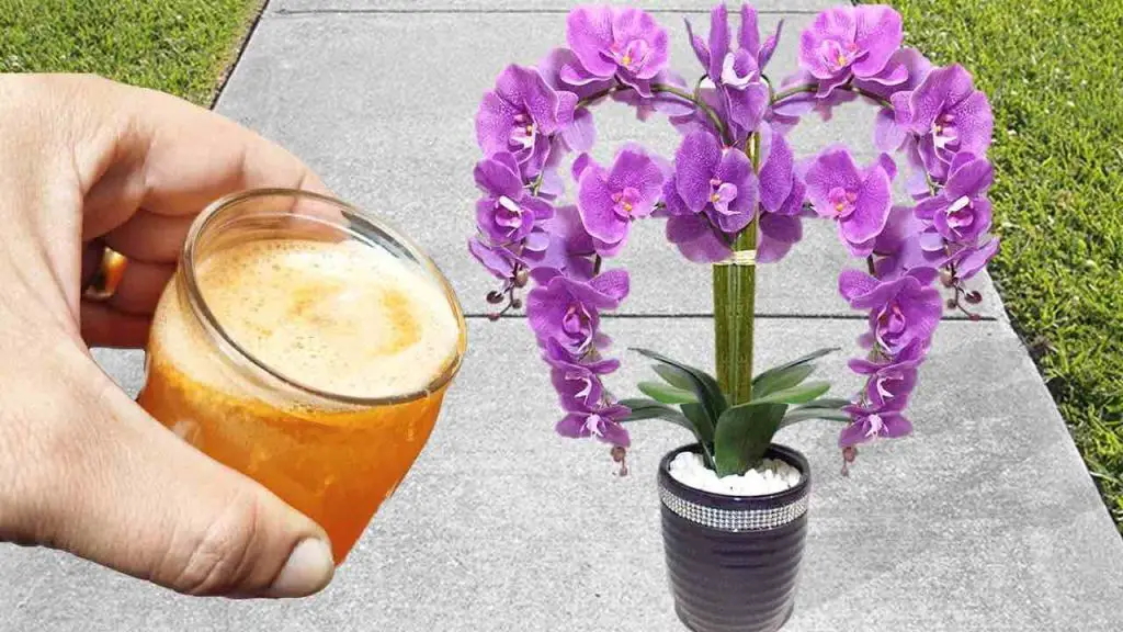 Si lo pruebas una vez nunca dejarás de regar las orquídeas de esta forma – Mis Consejos Jardinería