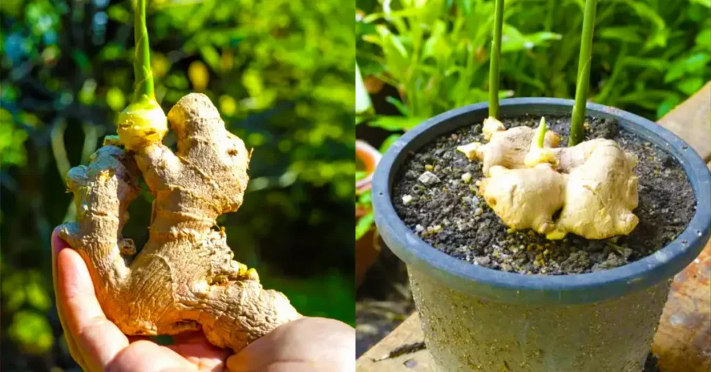 Aquí se explica cómo cultivar fácilmente jengibre en casa para tenerlo sin fin. – Mis Consejos Jardinería