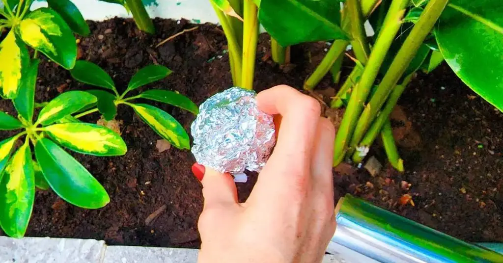 Pon una bola de papel de aluminio en tus plantas: acabarás con 6 problemas para siempre – Mis Consejos Jardinería