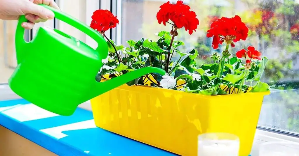 ¿Cuál es el secreto de los geranios exuberantes y hermosos? Solo rocíalos con este ingrediente. – Mis Consejos Jardinería