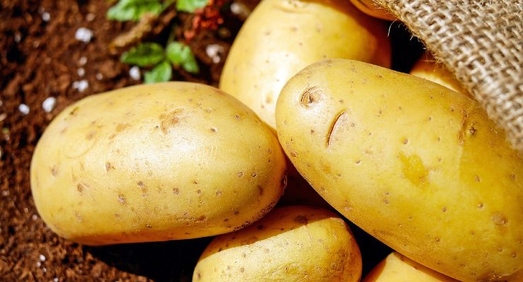 patata en la planta