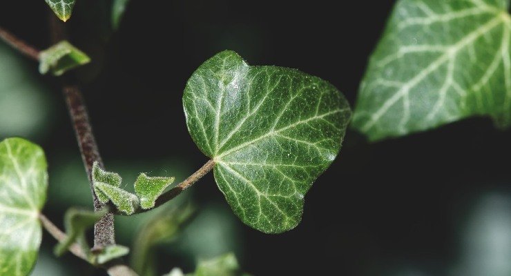 Plantas