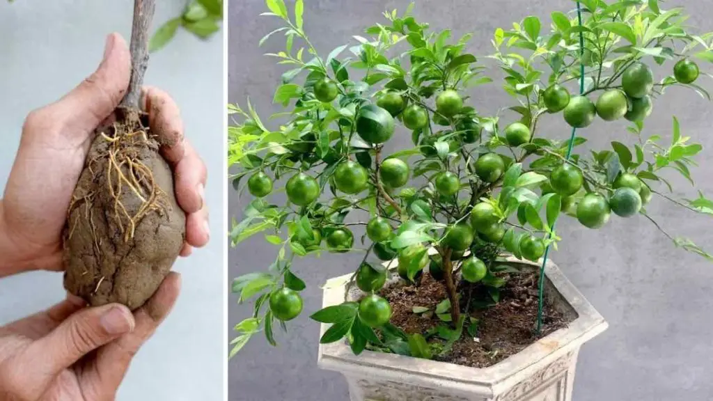 Limones, si los cultivas así te durarán todo el año: el método muy sencillo – Mis Consejos Jardinería