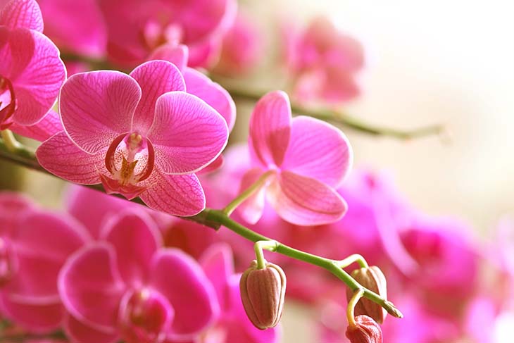 orquideas