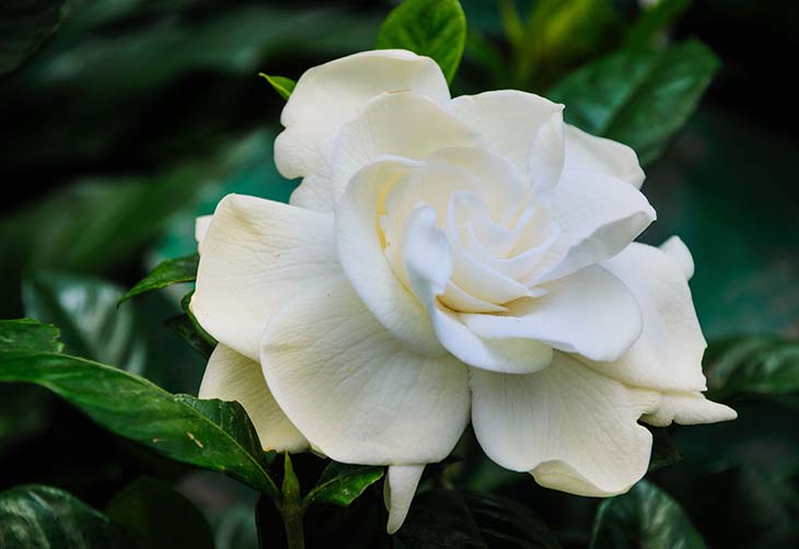 gardenia