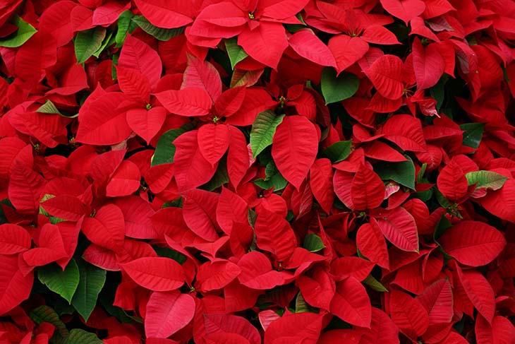 flores de pascua