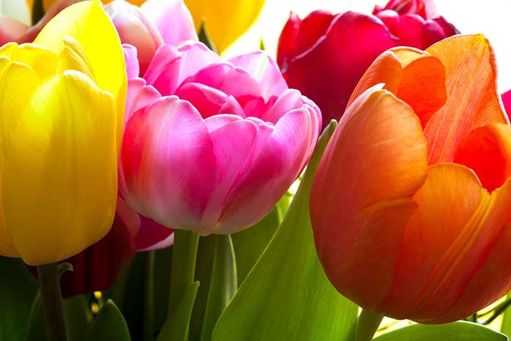 tulipanes