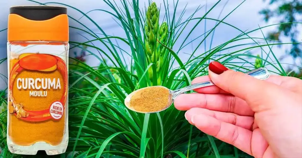 Vierta la cúrcuma en sus plantas y vea qué sucede. El remedio favorito de los jardineros experimentados. – Mis Consejos Jardinería