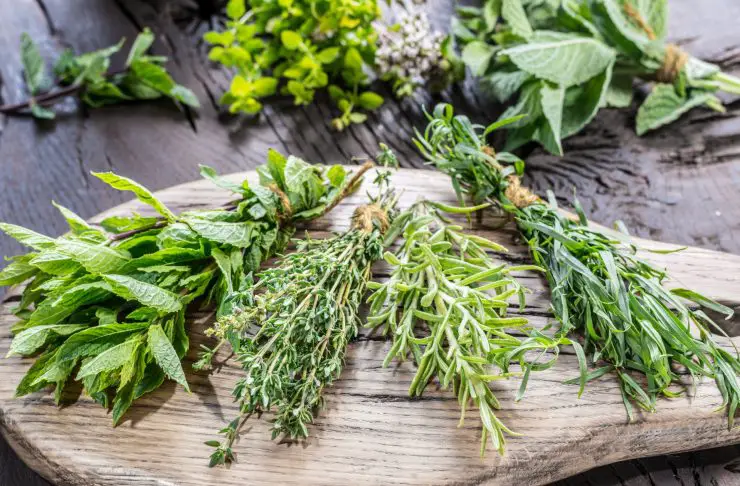 Secado de hierbas: el método para conservarlas todo el año – Mis Consejos Jardinería