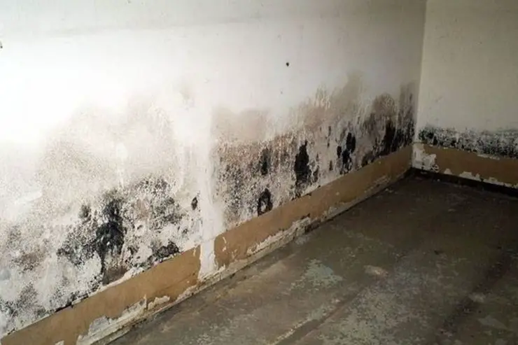 Cómo aislar una pared interior húmeda con bricolaje, ¡en economía con un resultado perfecto! – Mis Consejos Jardinería