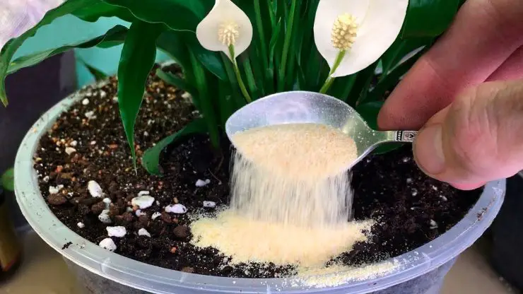 Cómo hacer florecer las plantas: ¡usa este truco! Solo necesitas 1 cucharadita – Mis Consejos Jardinería