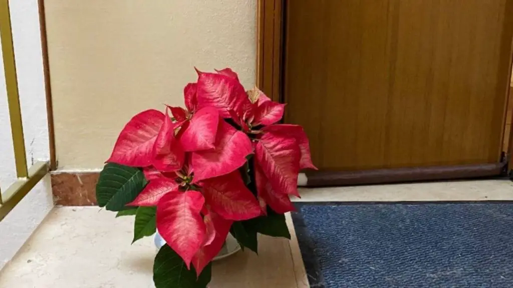 Estrella navideña en el rellano, ¿es posible? La opinión de los viveristas expertos. – Mis Consejos Jardinería