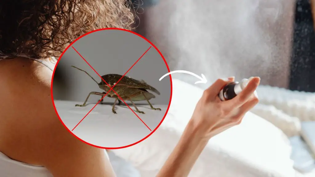 Adiós chinches en casa, las odian: el remedio infalible para mantenerlas alejadas – Mis Consejos Jardinería
