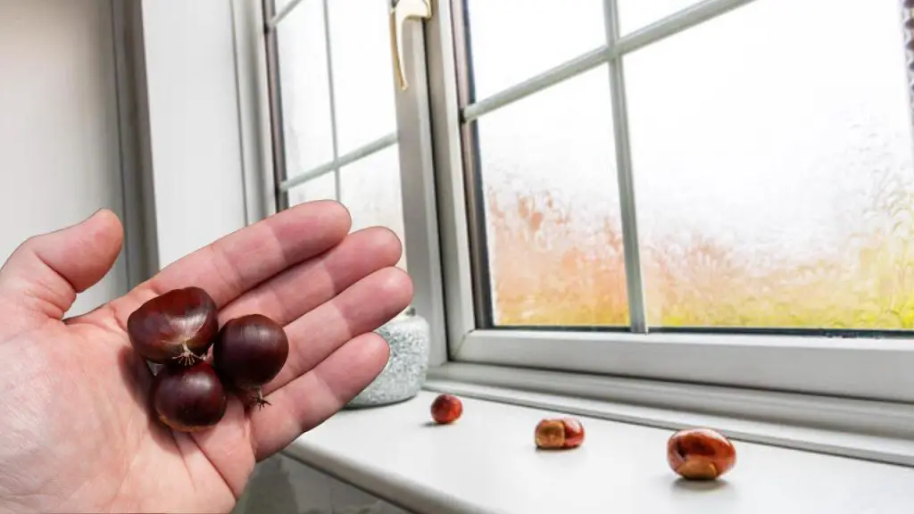 Castañas delante de las ventanas, ponerlas en el alféizar: soluciona un gran problema – Mis Consejos Jardinería