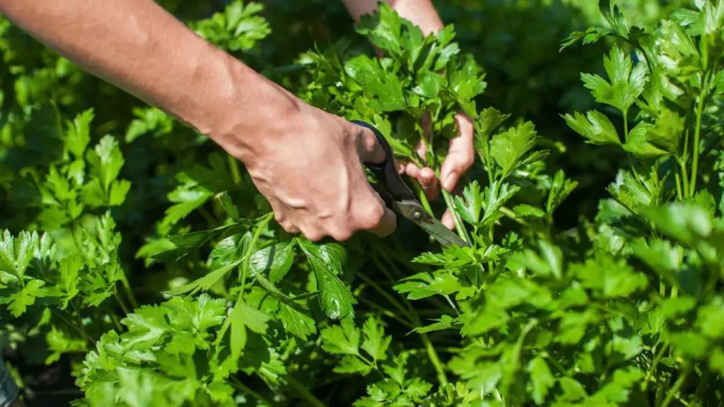 Perejil, el secreto para hacerlo crecer sin cesar sin gastar dinero – Mis Consejos Jardinería