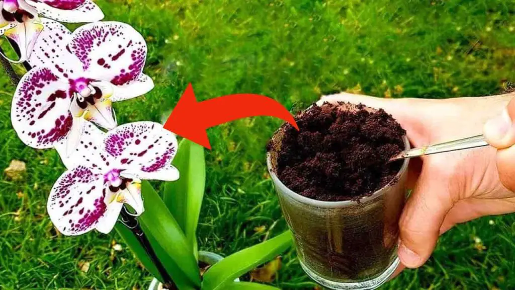 Posos de café sobre orquídeas, 3 razones por las que deberías hacerlo ahora – Mis Consejos Jardinería