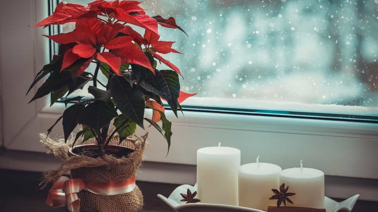 estrella de navidad