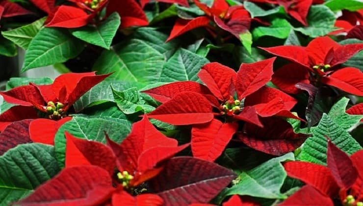 Flor de pascua exuberante