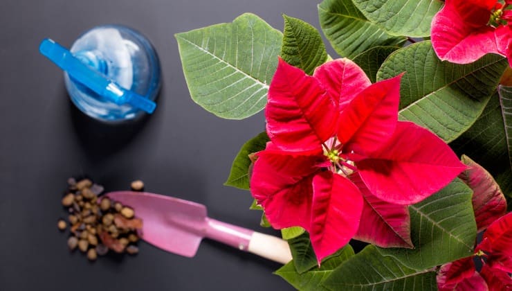 Regar flores de pascua