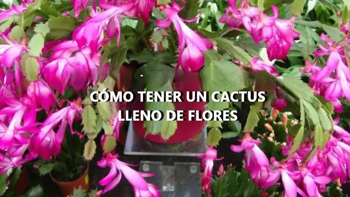 Cactus lleno de flores, cómo hacer que produzca sin fin de forma natural – Mis Consejos Jardinería