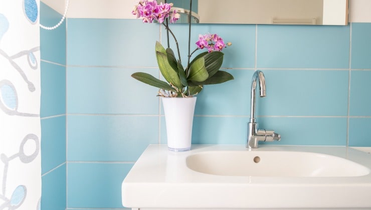 orquídea en el baño