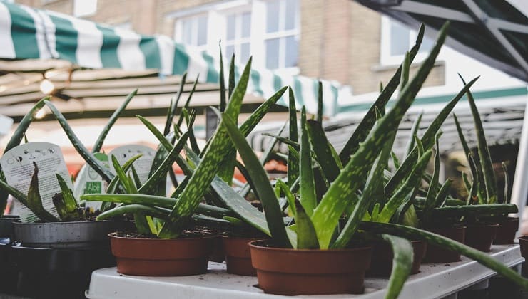 plantas de aloe vera