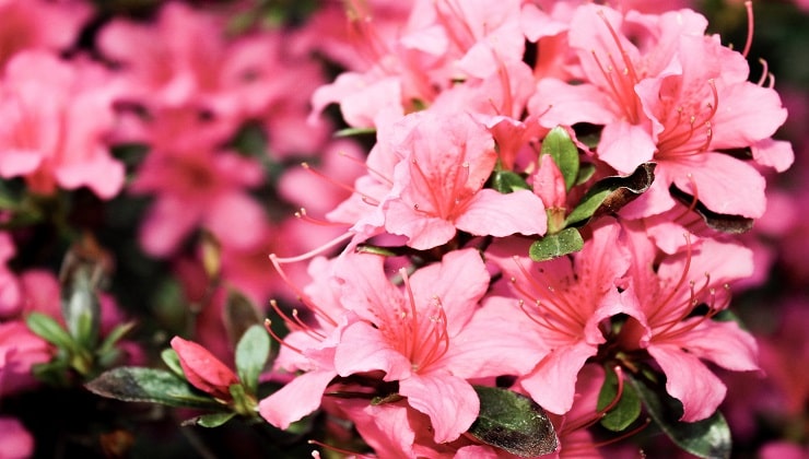 planta de azalea