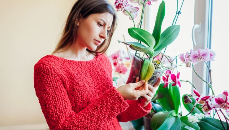 hojas de orquidea