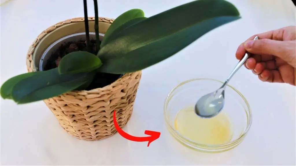 Orquídea sana y próspera con este jarabe casero: es un verdadero milagro – Mis Consejos Jardinería