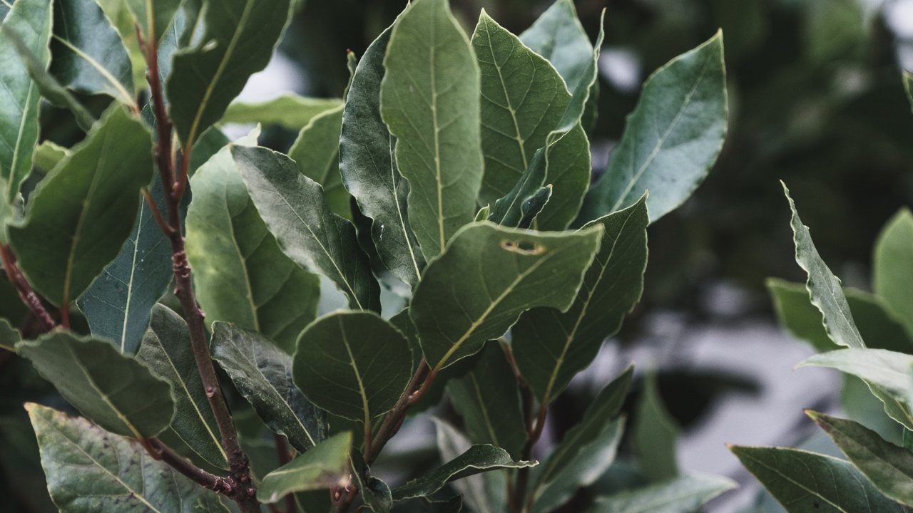 propiedad de laurel