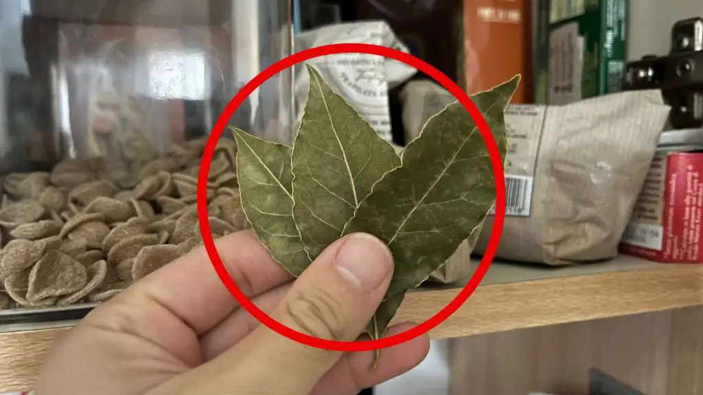Mariposas en la despensa, con 3 hojas revolotean enseguida: no tendrás que tirar nada – Mis Consejos Jardinería