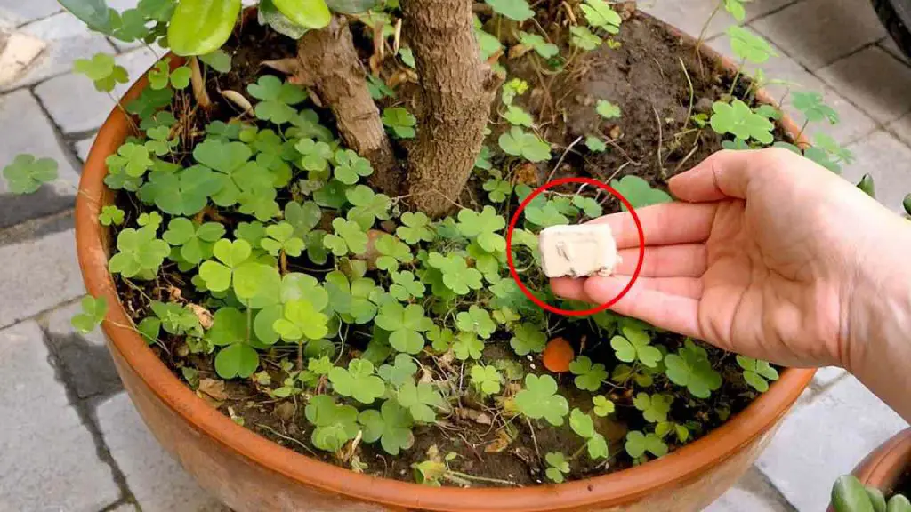 Levadura de cerveza para plantas, qué pasa si la pruebas: efectos inmediatamente visibles – Mis Consejos Jardinería
