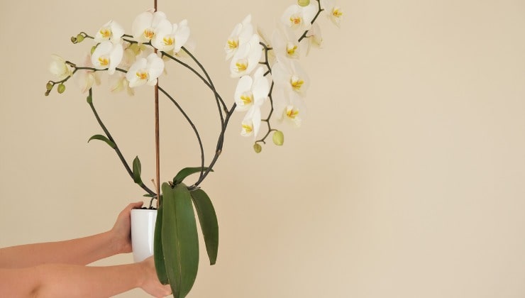 Orquídea blanca