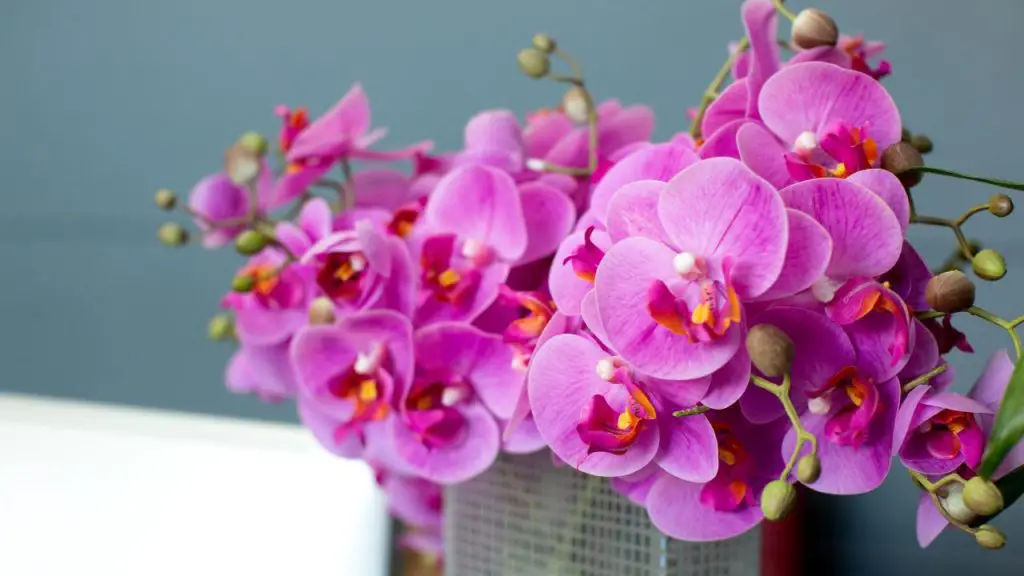 Orquídea sana y exuberante, dónde colocarla para que florezca: el lugar inesperado – Mis Consejos Jardinería