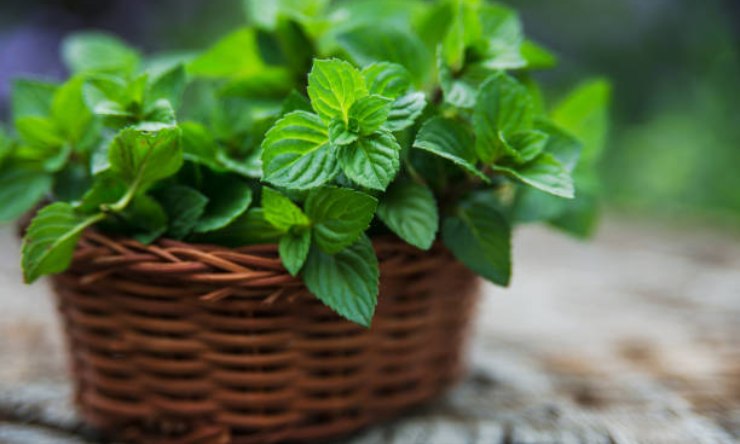 Suavizante de menta