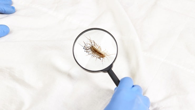 Insecto en una tela de cama