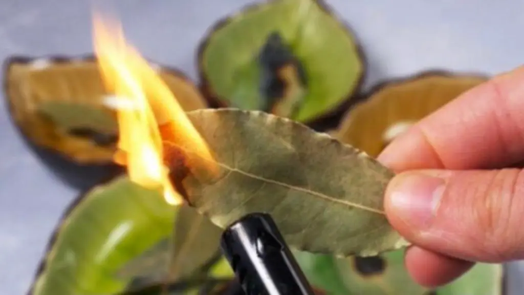 Quema hojas de laurel en casa, sorprende lo que pasa 10 minutos después – Mis Consejos Jardinería