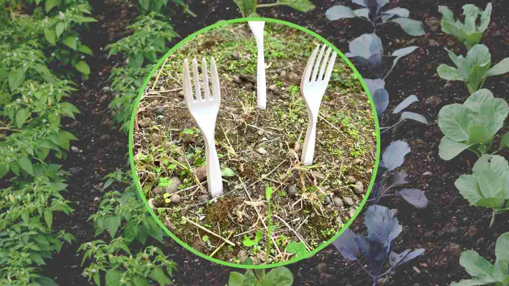 Tenedores de plástico en el huerto, todos los jardineros están empezando a hacerlo: la razón es ingeniosa – Mis Consejos Jardinería
