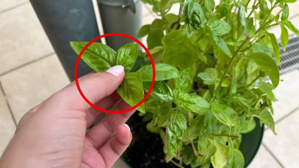 Albahaca, NUNCA debes cosecharla así: en unos días la haces pudrir – Mis Consejos Jardinería
